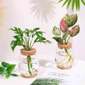 Onepeng propagation vases suitable for hydroponic propagation at home
