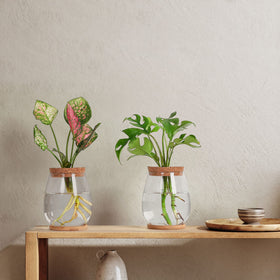 Onepeng propagation vases displaying pothos with natural green charm