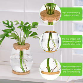 Onepeng propagation vases on a tabletop showing elegant decor