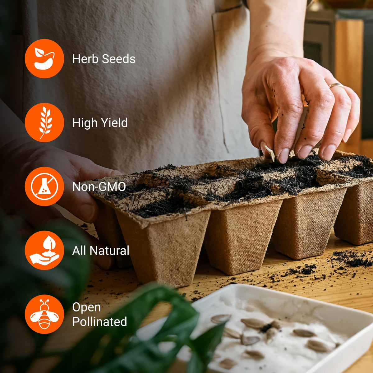 Open Seed Vault cilantro slow bolt seed pack for extended harvests.