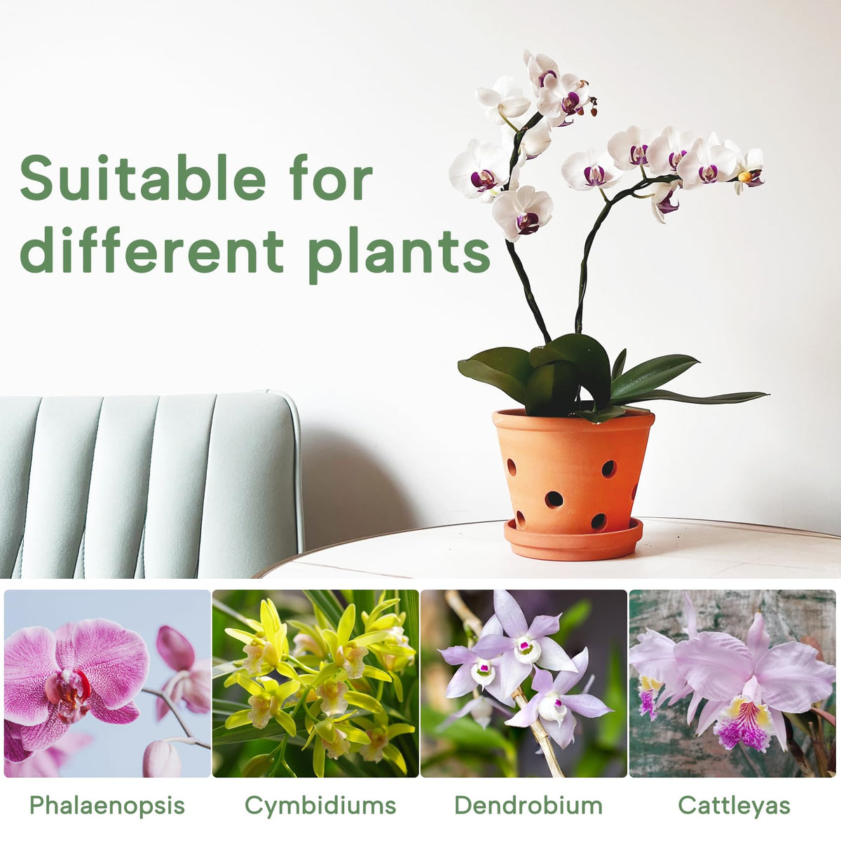 Orceler 3-pack ideal for indoor plant displays or classroom craft projects.