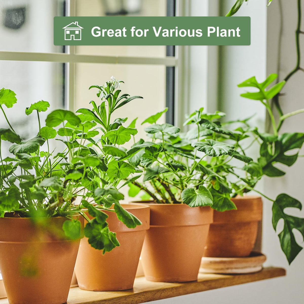 Orceler plant pot with drainage and breathable walls for dry-soil plants.