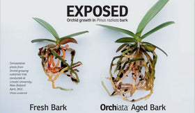 Orchiata bark surface provides rough texture aiding root anchoring and stability.