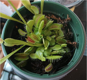 Mess-free application of Orchid Gene carnivorous plant food.