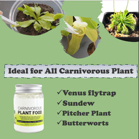 Weekly feeding cubes simplify Orchid Gene plant care routine.