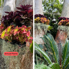 OrchidHug helps create living art anywhere with airy orchid displays.