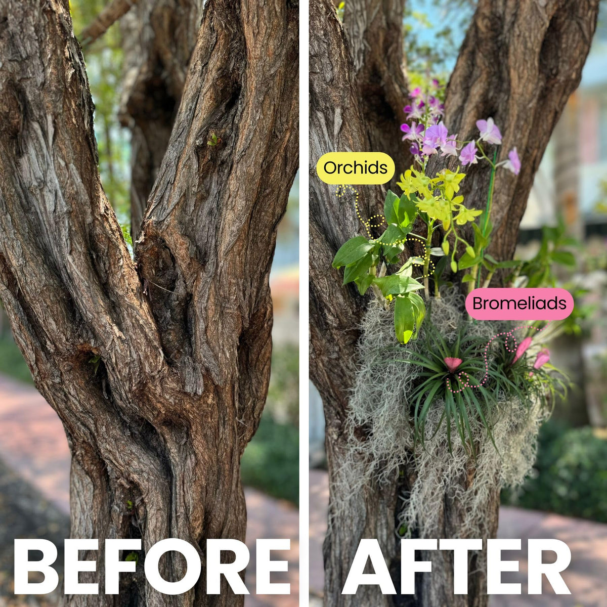 OrchidHug mounts on trees or walls for versatile orchid displays.