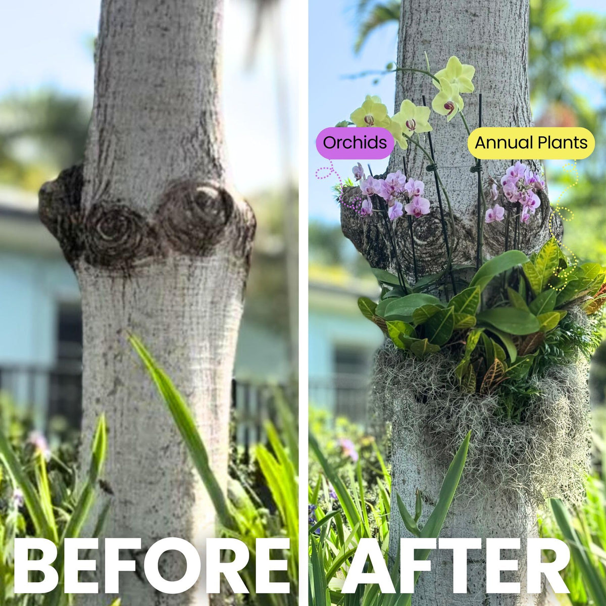 OrchidHug works with potted or bare-root orchids for flexible styling.
