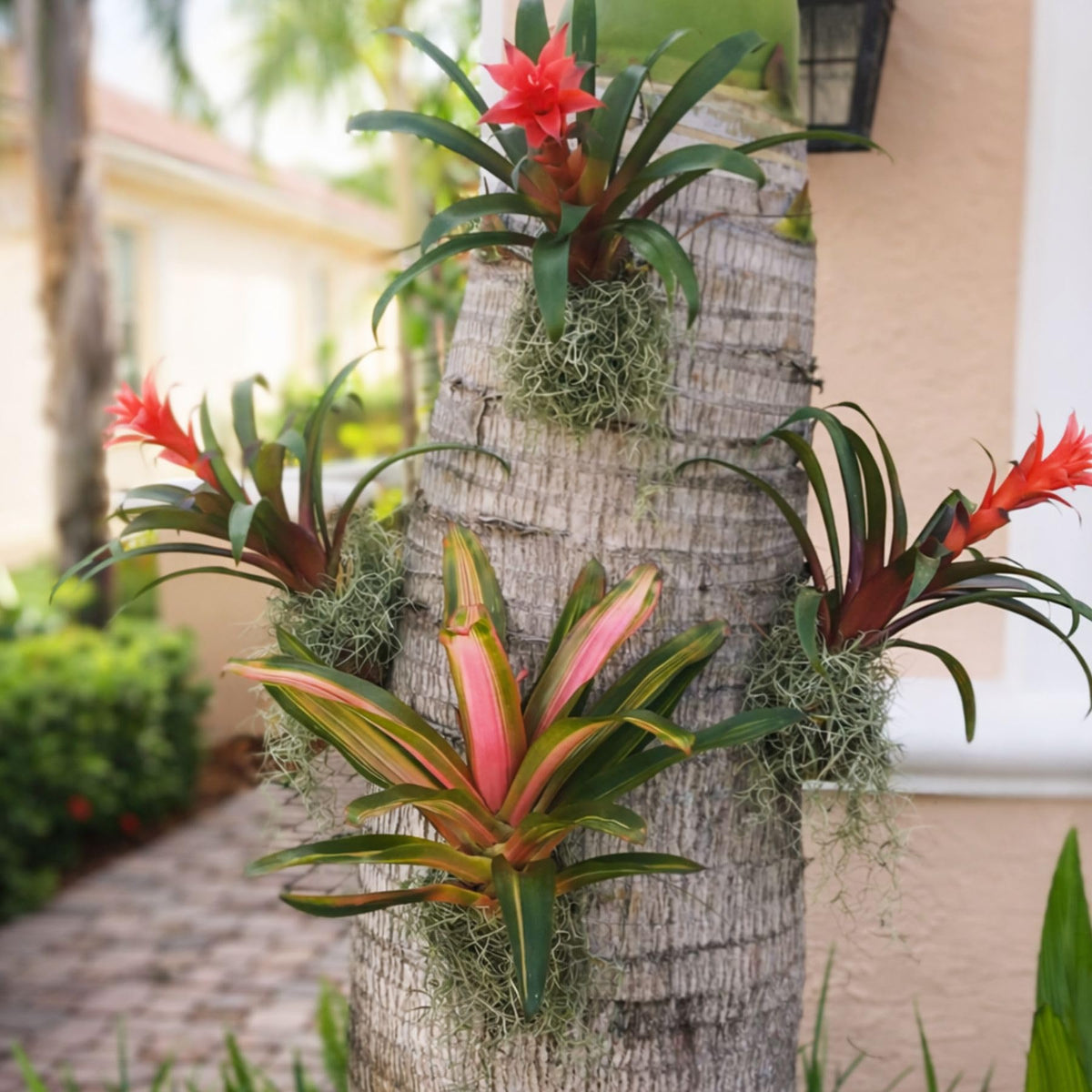 OrchidHug reusable system lets you swap plants easily without cutting.