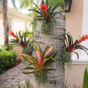 OrchidHug reusable system lets you swap plants easily without cutting.