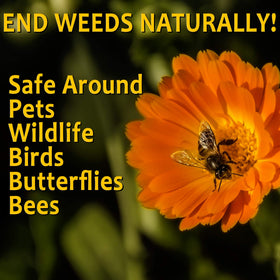 OrganicMatters weed killer application on weeds demonstrates fast-action spray.