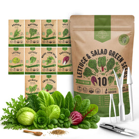 Organo Republic seed-pack image illustrating a versatile indoor-outdoor lettuce planting kit for fresh salads.