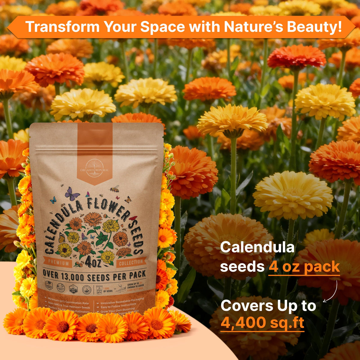 Calendula plants growing in an outdoor garden bed with vibrant blooms.