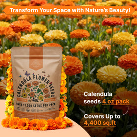 Calendula plants growing in an outdoor garden bed with vibrant blooms.