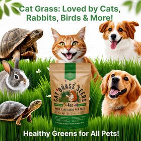 Organo Republic cat grass for pets shows cats enjoying fresh greens.