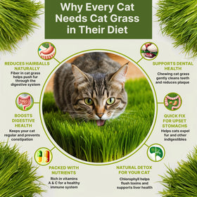 Cat grass grown from Organo Republic seeds is ready for pets