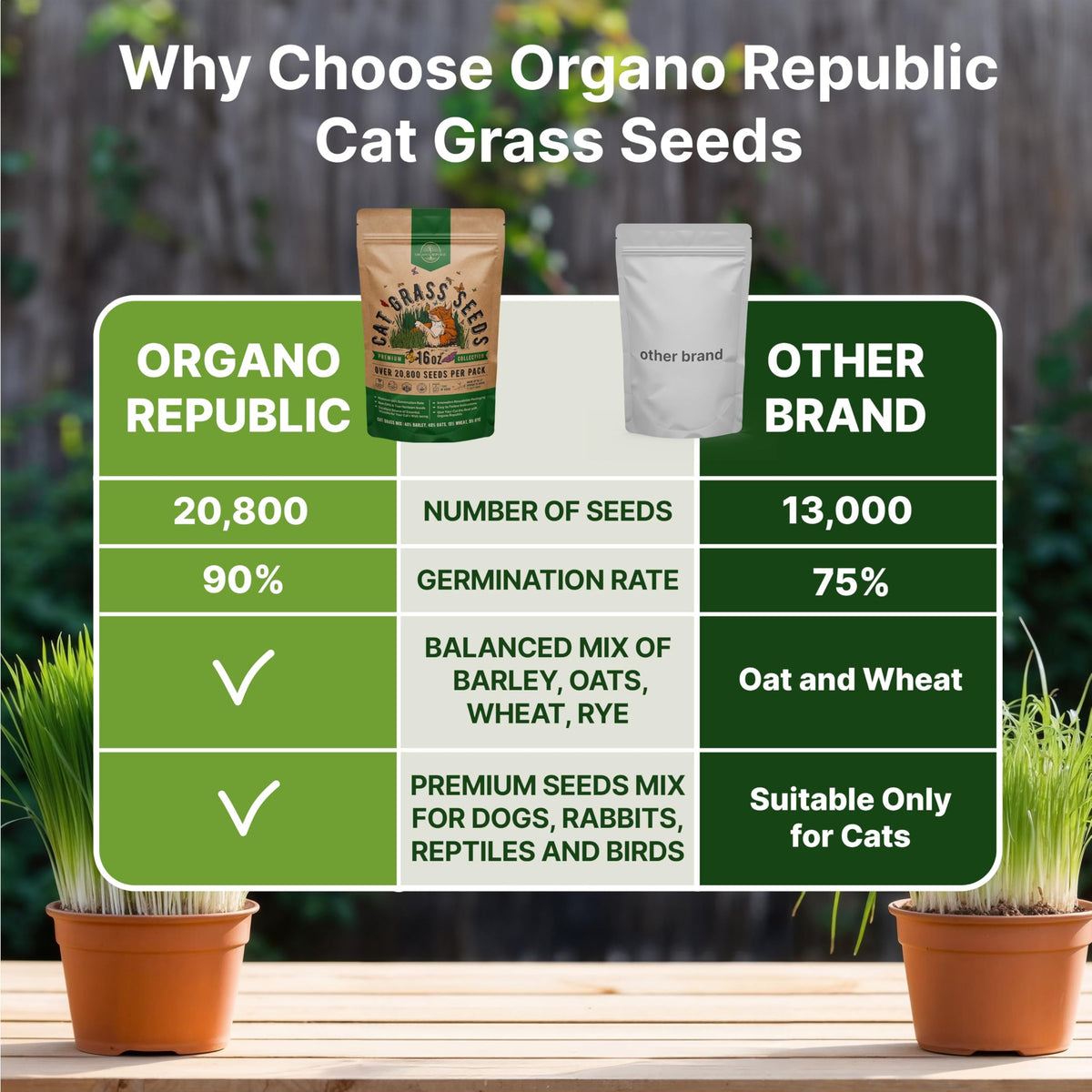 Indoor tray setup with Organo Republic Cat Grass Seeds Mix seeds for easy growing