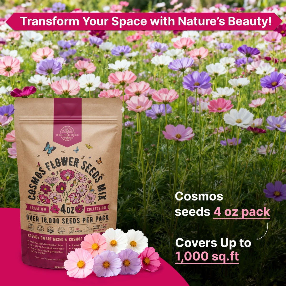 Close-up of pink and white cosmos petals with soft, airy texture