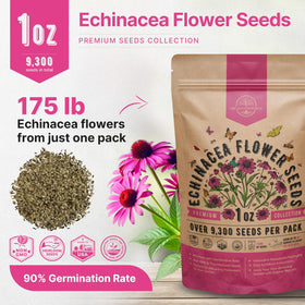 Organo Republic echinacea blooms in garden showcasing vibrant color and long-lasting season.