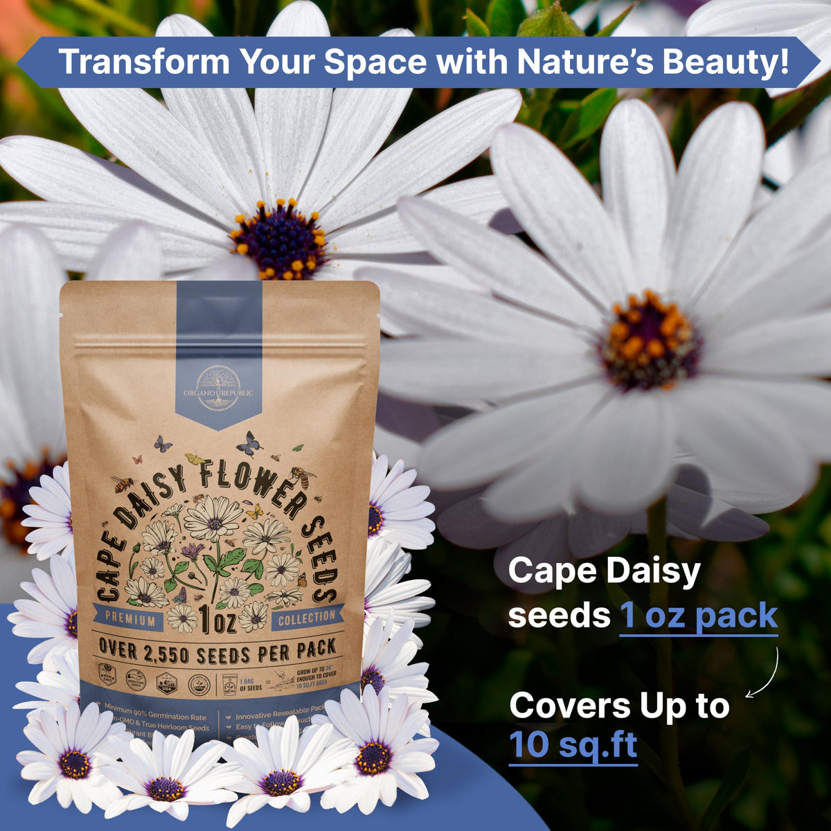 Organo Republic cape daisy packet demonstrates high germination viability