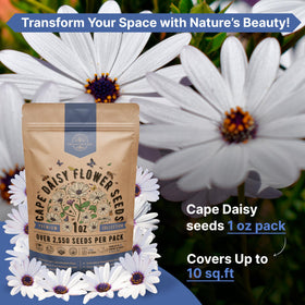 Organo Republic cape daisy packet demonstrates high germination viability