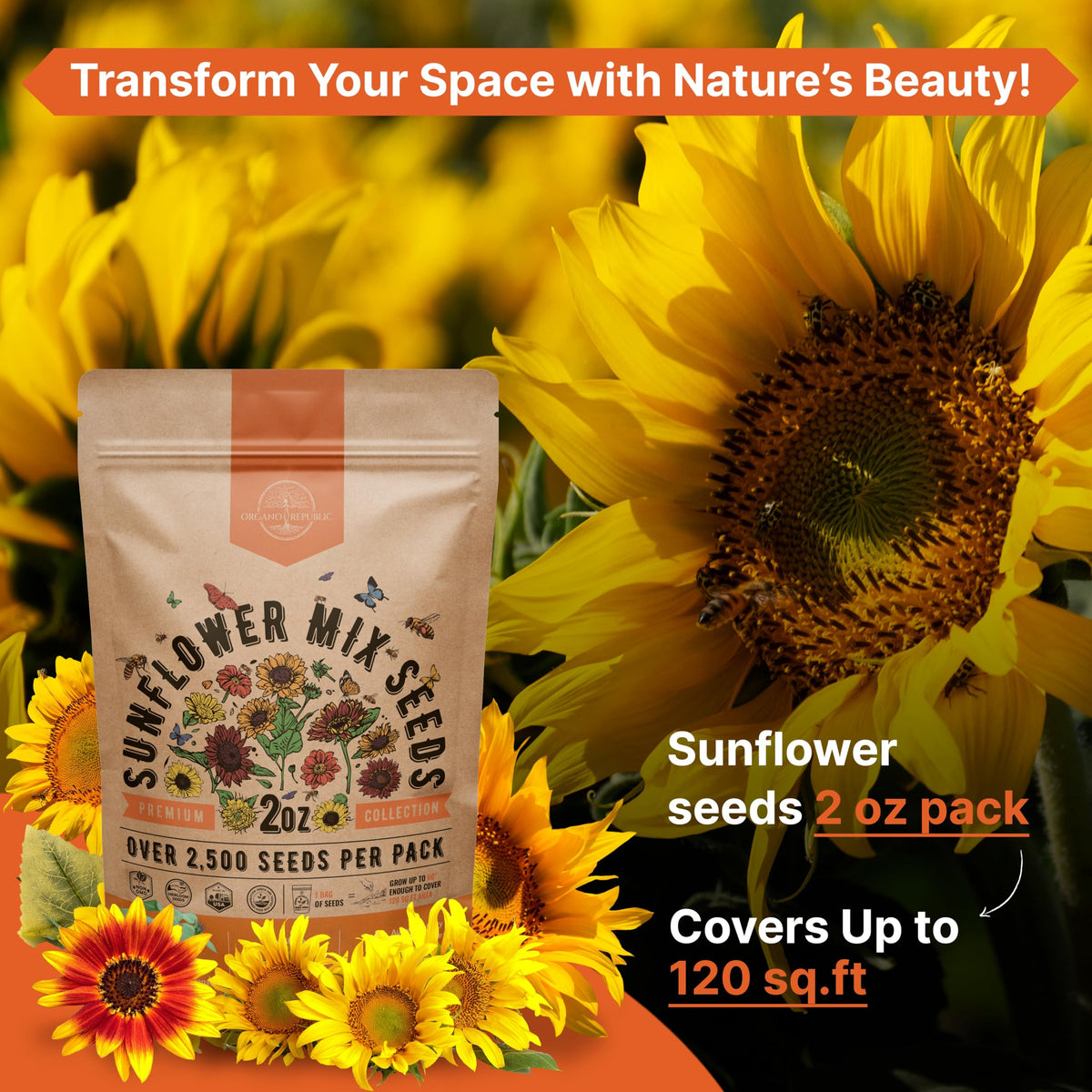 Organo Republic high germination rate seeds for quick sunflowers