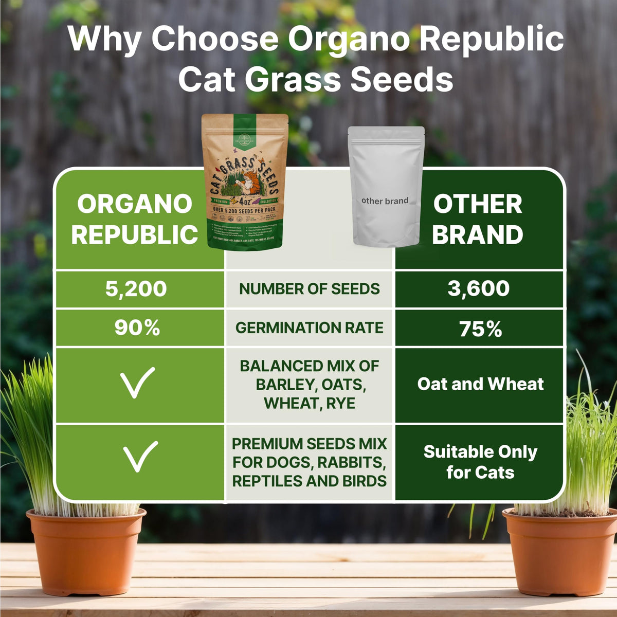 Organo Republic indoor tray shows thriving cat grass ready for pets.