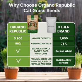 Organo Republic indoor tray shows thriving cat grass ready for pets.