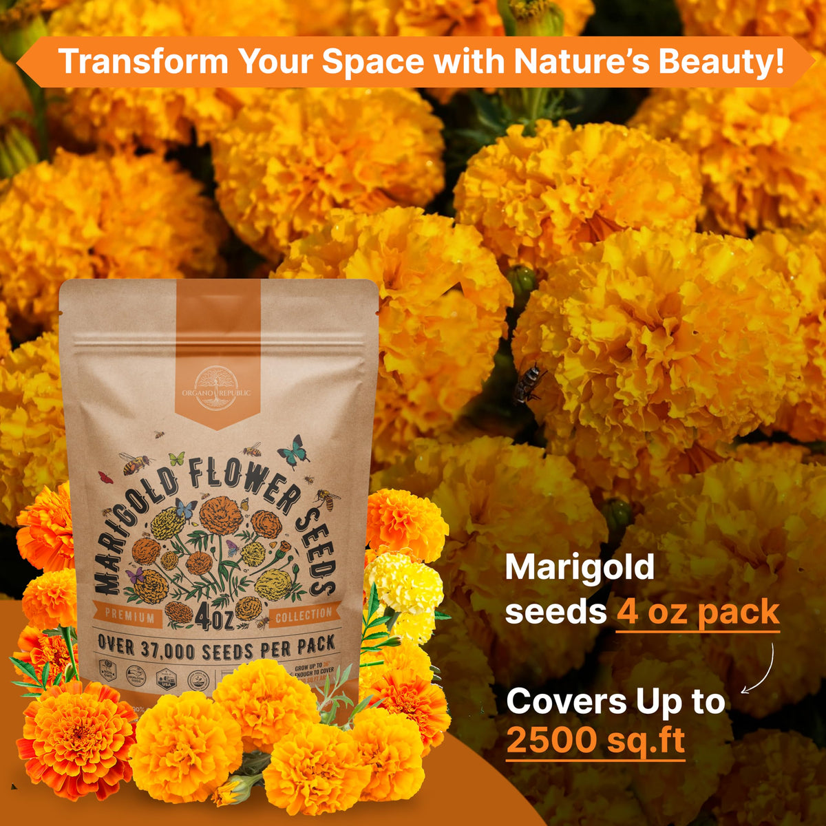 Marigold seeds planted in a garden bed showing vibrant color