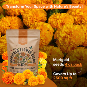 Marigold seeds planted in a garden bed showing vibrant color