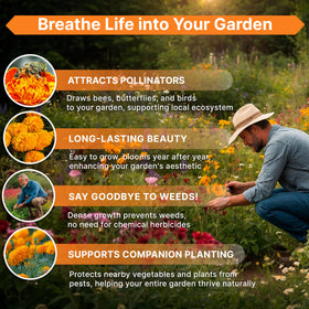 Organo Republic marigold seeds pack ready for backyard garden beds