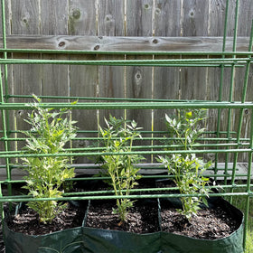Orgrimmar tomato support setup using 11mm trellis clips for climbing plants