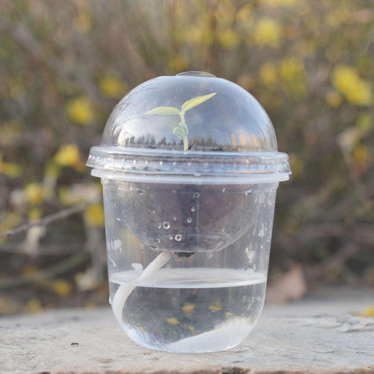 ORIMERC plant labels help track varieties and growth progress