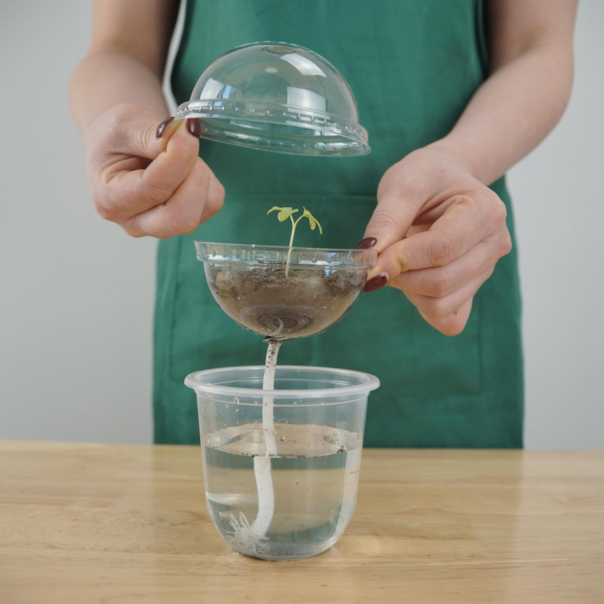 ORIMERC seedling starter kit supports versatile use from seeds to cuttings