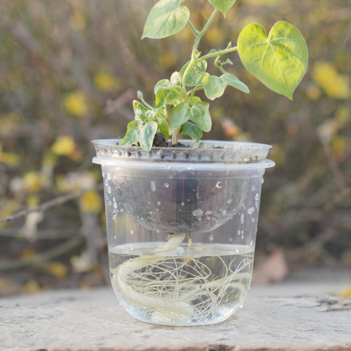 ORIMERC wicking rope kit delivers steady moisture to roots without overwatering