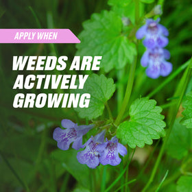 Ortho Chickweed, Clover & Oxalis Killer for Lawns covers up to 3,200 sq ft.