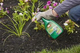 Ortho Grass B Gon lawn-application image near shrubs and beds