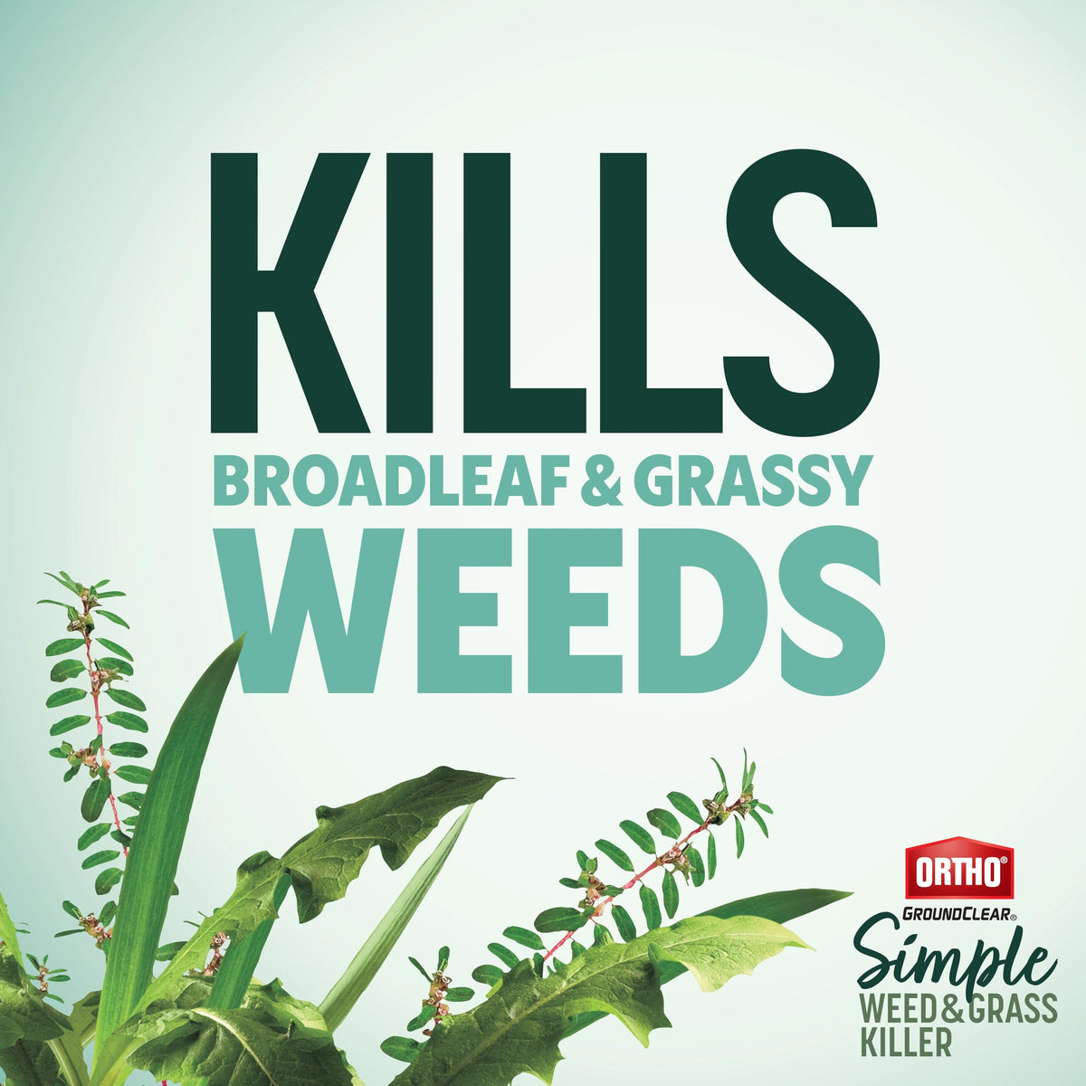 Ortho GroundClear Simple Weed Killer targets moss and weeds along sidewalks.