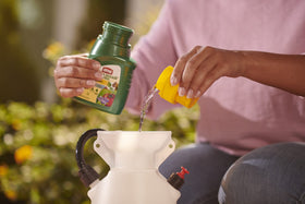 Flowers and shrubs shown benefiting from Ortho MAX disease control.