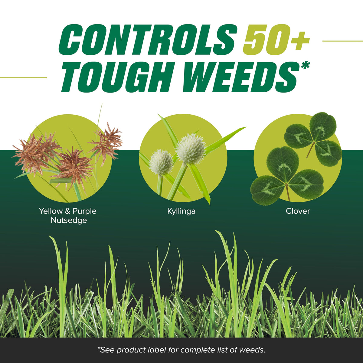 Dandelion and purslane broadleaf weeds treated by Ortho solution on lawn.