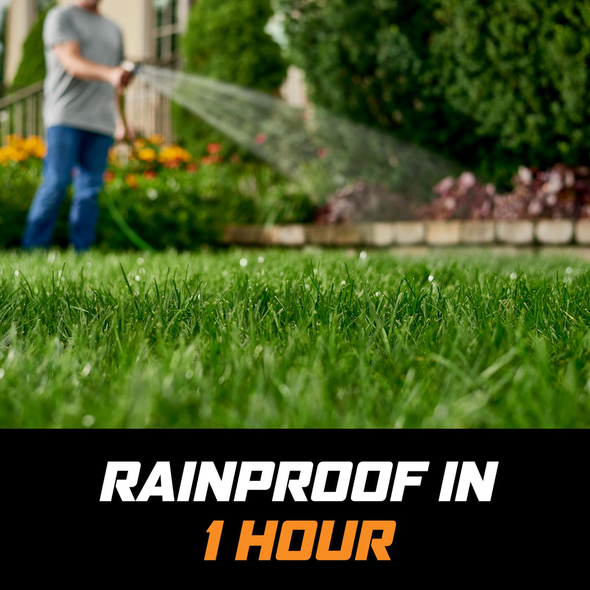 Spray at weed centers to lightly cover leaves and avoid healthy turf.
