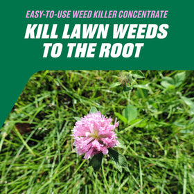 Ortho Chickweed, Clover & Oxalis Killer for Lawns addressing wild violet.