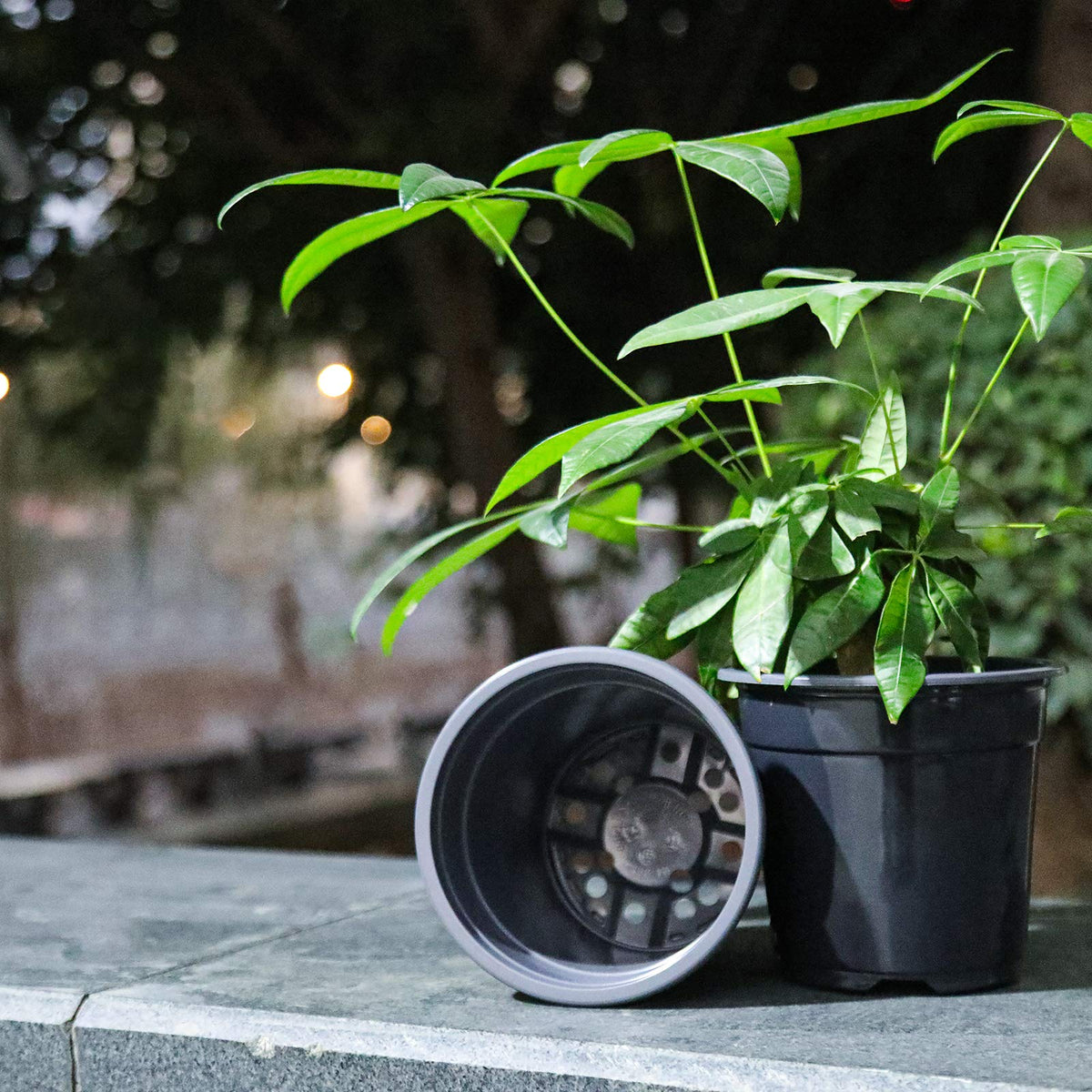 Oubest greenhouse-ready pot suitable for gardens and small farms.