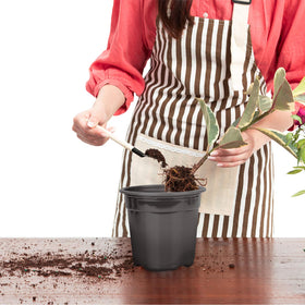 Oubest succulent propagation pot with drainage for healthy growth.