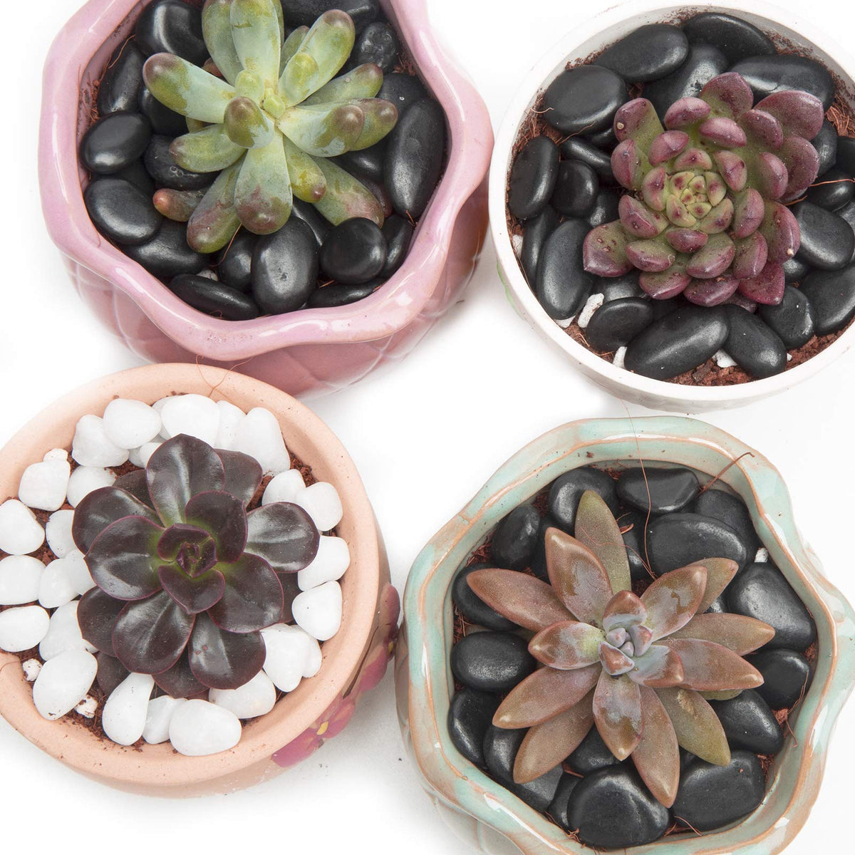 OUPENG black bamboo plant pebbles for container gardens and accents.