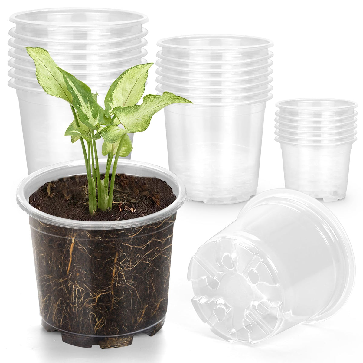 OUPSAUI 3.5-inch clear nursery pot for easy root observation.