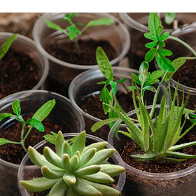 OUPSAUI clear pots help monitor moisture and transplant readiness