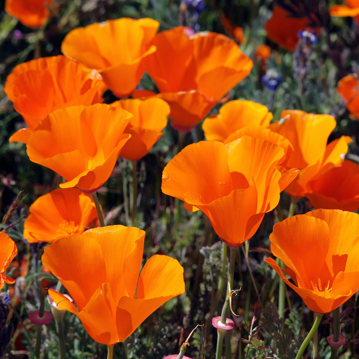 Outsidepride annual poppy plant height 8-12 inches suited for borders.