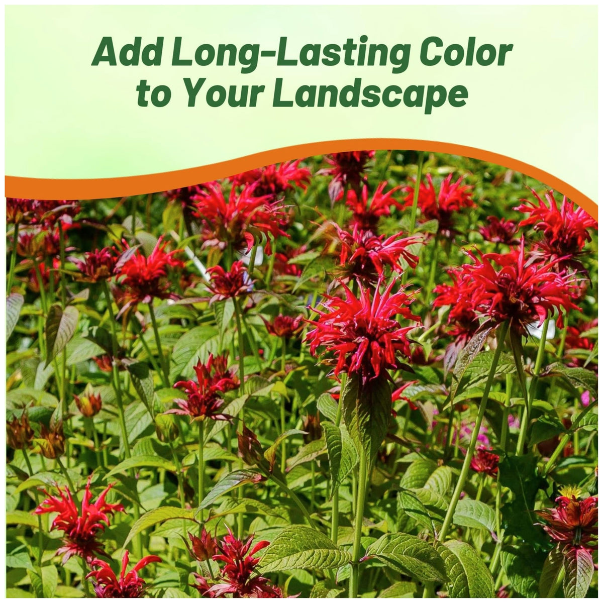 Outsidepride Bee Balm draws bees and butterflies to a pollinator garden