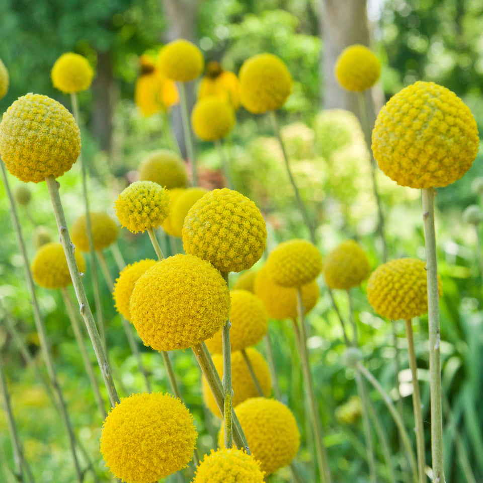 Outsidepride Billy Button Craspedia Globosa seeds yield compact yellow spheres for borders.